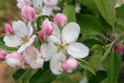 Blossom Playgroup